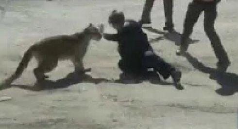 Sportello dei diritti dalla parte dei cittadini Colorado puma