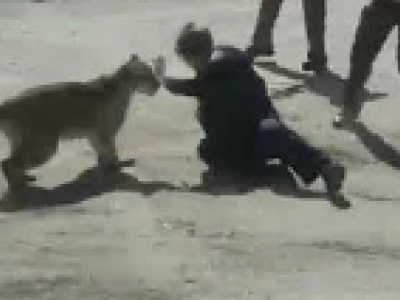 Colorado, puma attacca un civile e un vice sceriffo - VIDEO