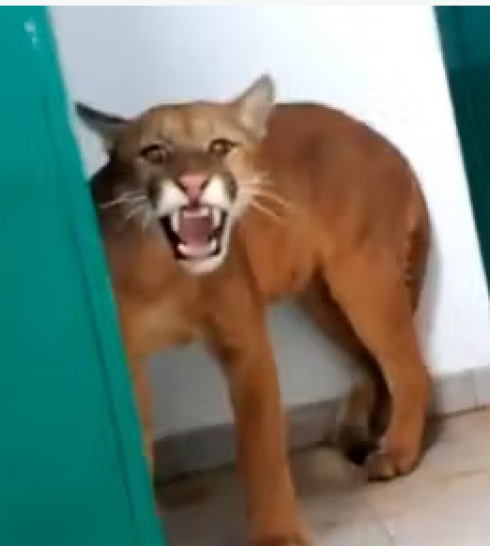 Terrore in Brasile: leone di montagna entra nella scuola e sorprende uno studente in bagno - VIDEO
