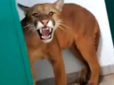 Terrore in Brasile: leone di montagna entra nella scuola e sorprende uno studente in bagno - VIDEO