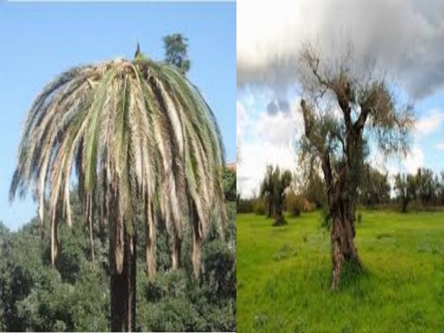 punteruolo rosso e xylella punteruolo rosso e xylella