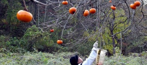 raccolta cachi raccolta cachi