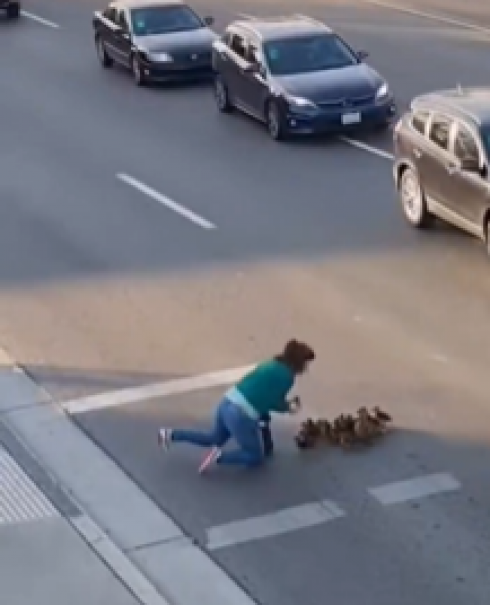 Anatra e i suoi anatroccoli messi in salvo mentre attraversano la strada tra le auto in corsa grazie alla prontezza di una ragazza