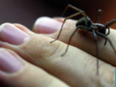 Il morso del ragno violino ha causato due vittime in meno di un mese