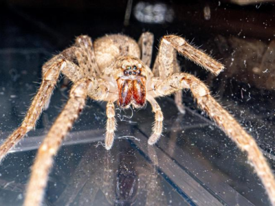 Una specie di ragno velenoso dal nome inquietante si sta diffondendo in Italia