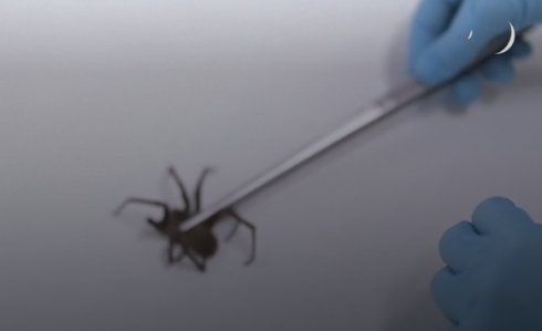 “Animal Viagra” nuovo farmaco a base di veleno di ragno
