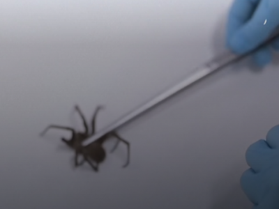“Animal Viagra” nuovo farmaco a base di veleno di ragno