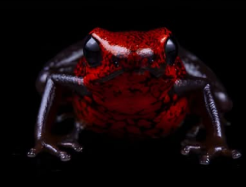 Scoperta in Ecuador una nuova specie di rana minuscola: la scienza presenta l&rsquo;Excidobates perplexus