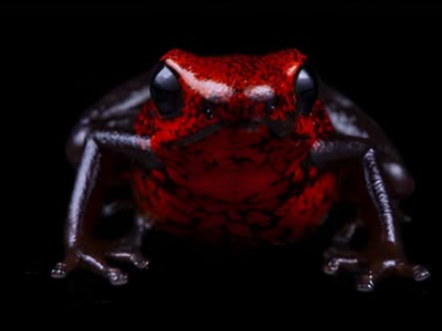 Scoperta in Ecuador una nuova specie di rana minuscola: la scienza presenta l&rsquo;Excidobates perplexus