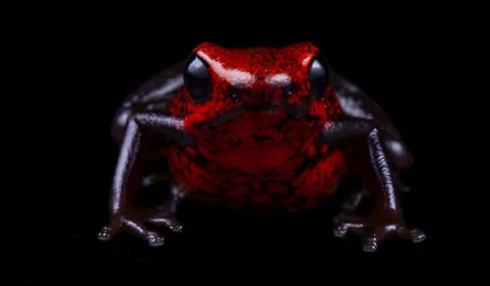 Scoperta in Ecuador una nuova specie di rana minuscola: la scienza presenta l’Excidobates perplexus
