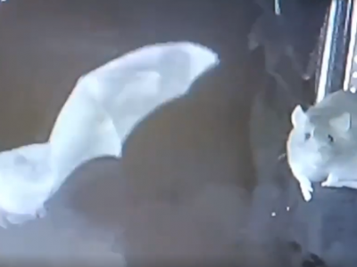 Ratti filmati mentre mangiano pipistrelli: un nuovo rischio pandemico?