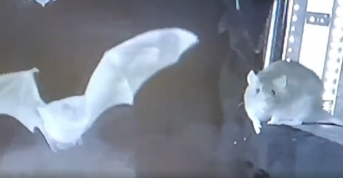 Ratti filmati mentre mangiano pipistrelli: un nuovo rischio pandemico?