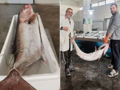 Pescata una ricciola imperiale di oltre 48,5 chili a Castro di Lecce