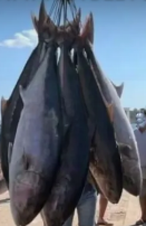 Continua la strage ambientale nei mari del Salento: pescherecci siciliani con la "rete a circuizione" fanno incetta di ricciole e altri pelagici. 
