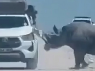 Momenti di terrore in Namibia: rinoceronte nero attacca l&rsquo;auto di turisti durante un safari