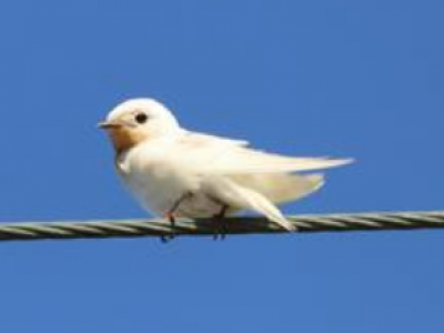 Raro avvistamento nel Salento: rondine bianca fotografata sul litorale del Parco Naturale di Ugento