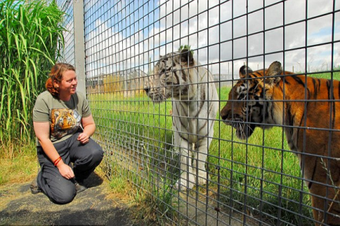 Inghilterra, sbranata da tigre in uno zoo.