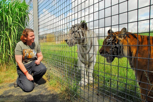 Inghilterra, sbranata da tigre in uno zoo. 