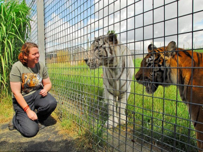 Inghilterra, sbranata da tigre in uno zoo. 