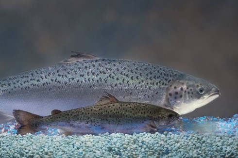 salmone salmone