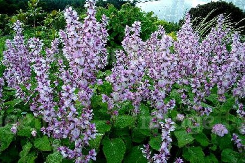 salvia sclarea salvia sclarea