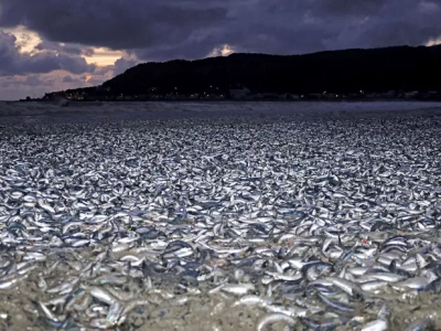 Milioni di pesci morti trovati su una spiaggia in Giappone – Il video