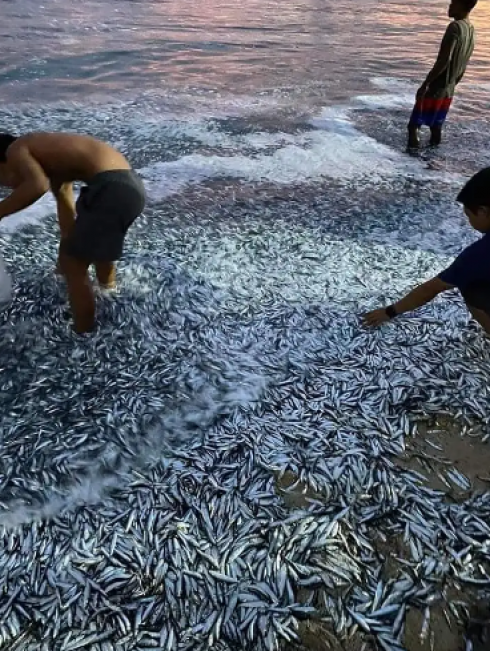 Milioni di sardine si riversano sulla riva