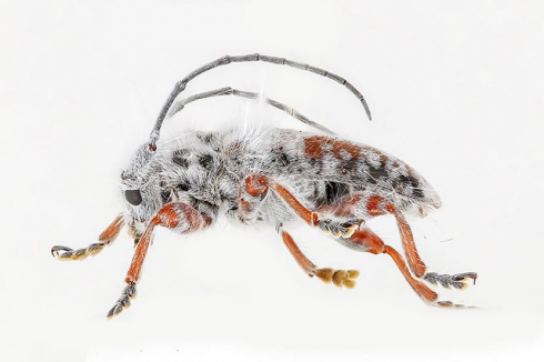 Uno spettacolare scarabeo irsuto scoperto in Australia potrebbe essere l'insetto più peloso mai visto al mondo