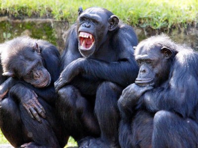 scimpanze'