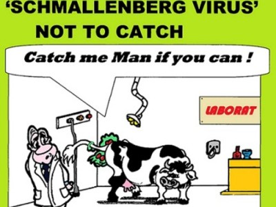 schmallenberg virus