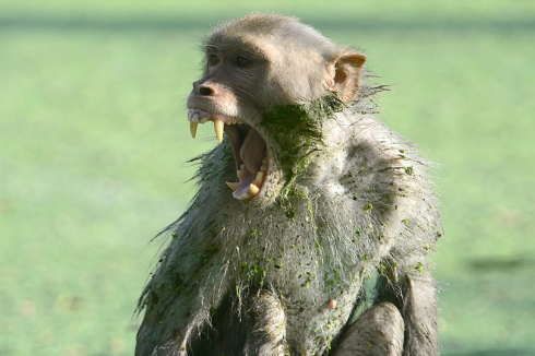 Scimmie assassine: vicino alla città di Agra una scimmia uccide una donna di 58 anni
