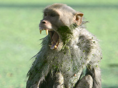Scimmie assassine: vicino alla città di Agra una scimmia uccide una donna di 58 anni