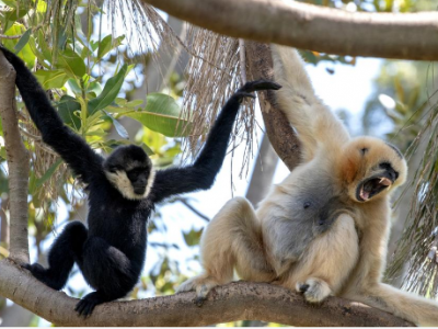 Un gruppo di scimmie rapisce e uccide un neonato in Tanzania