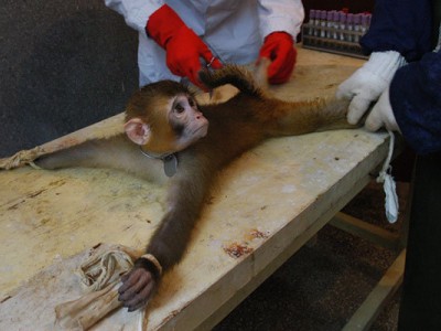 test cosmetici sugli animali