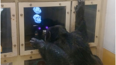 Gli scimpanzé sorprendono gli scienziati: riconoscono i teschi dei loro morti