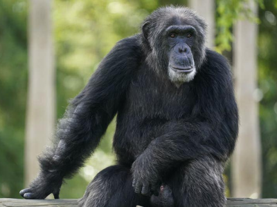 Uno zoo svedese uccide diversi scimpanzé in fuga
