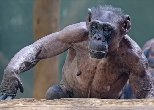 Gli scimpanzé dello zoo si strappano tutti i peli del corpo. Lo zoo ci assicura che gli animali stanno bene