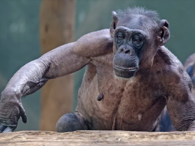 Gli scimpanzé dello zoo si strappano tutti i peli del corpo. Lo zoo ci assicura che gli animali stanno bene