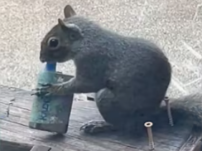 Uno scoiattolo &egrave; stato filmato mentre svapava tenendo la sigaretta elettronica tra le zampe