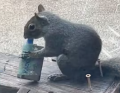 Uno scoiattolo &egrave; stato filmato mentre svapava tenendo la sigaretta elettronica tra le zampe