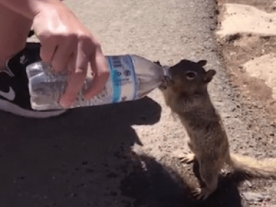 Lo scoiattolo assetato chiede disperatamente e ottiene un po' d'acqua – VIDEO 