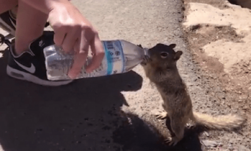 Lo scoiattolo assetato chiede disperatamente e ottiene un po' d'acqua – VIDEO 