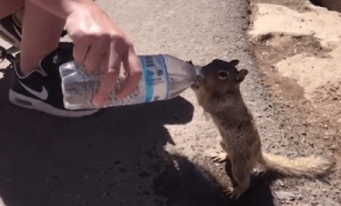 Lo scoiattolo assetato chiede disperatamente e ottiene un po' d'acqua – VIDEO