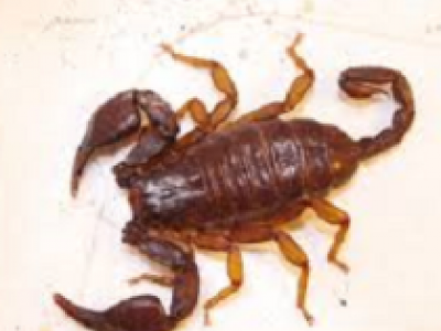 Choc a Lecce: nel centro storico spunta uno scorpione dagli scavi dell&rsquo;anfiteatro