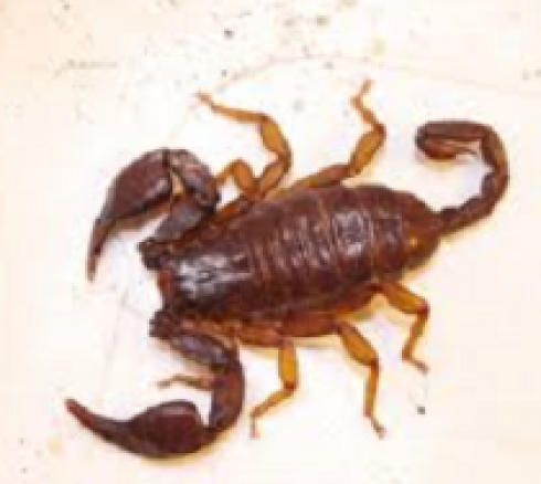 Choc a Lecce: nel centro storico spunta uno scorpione dagli scavi dell’anfiteatro