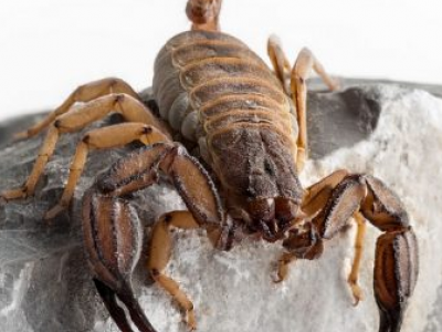 In Grecia sono state scoperte due nuove specie di scorpioni