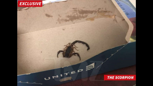 Choc in aereo: una passeggera viene punta da uno scorpione in volo.
