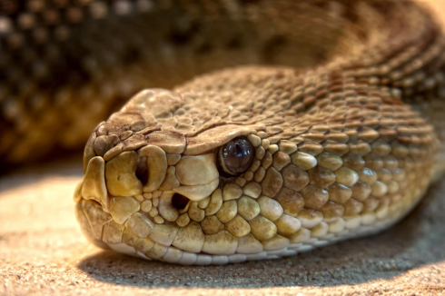 Una bambina di due anni dovr&agrave; affrontare una lunga convalescenza dopo essere stata morsa da un serpente a sonagli in Colorado