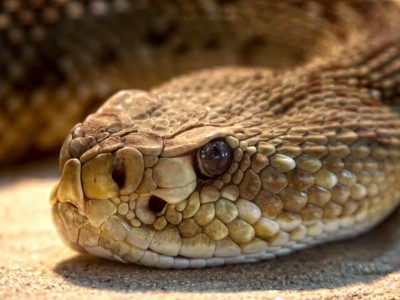 Una bambina di due anni dovr&agrave; affrontare una lunga convalescenza dopo essere stata morsa da un serpente a sonagli in Colorado