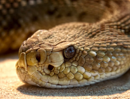 Una bambina di due anni dovr&agrave; affrontare una lunga convalescenza dopo essere stata morsa da un serpente a sonagli in Colorado